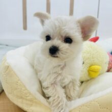 愛の止め方教えて？？ミックス犬くん(マルチーズ×チワワ)