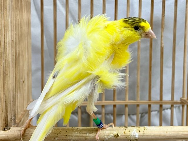 巻毛カナリア