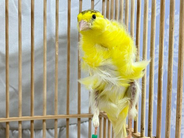 巻毛カナリア