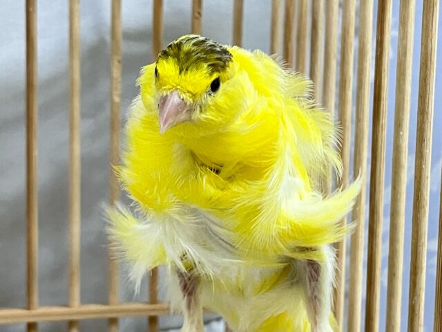 巻毛カナリア