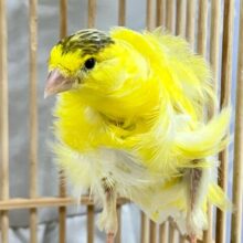 ギュイーン‼️くるくるトルネード‪ꔛ‬♡‪巻き毛カナリア(💙男の子💙2024年5月生まれ)