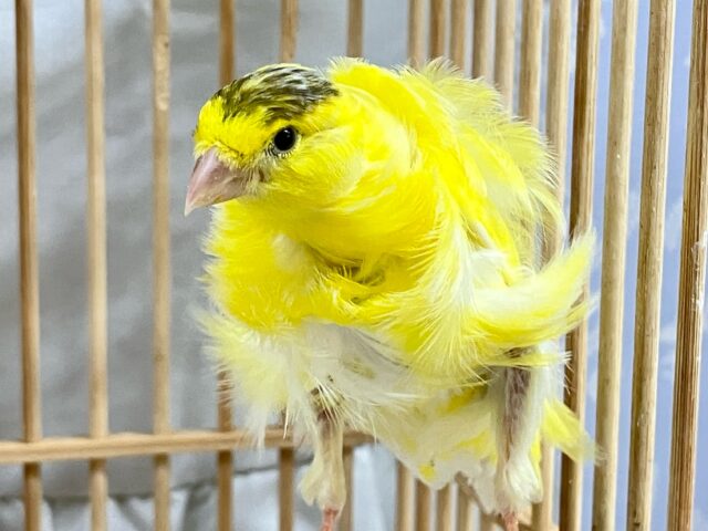 ギュイーン‼️くるくるトルネード‪ꔛ‬♡‪巻き毛カナリア(💙男の子💙2024年5月生まれ)