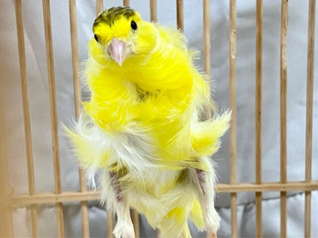 巻毛カナリア