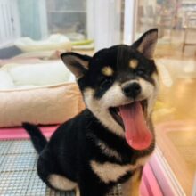 むっちりボディーはいかが？？柴犬ちゃん！