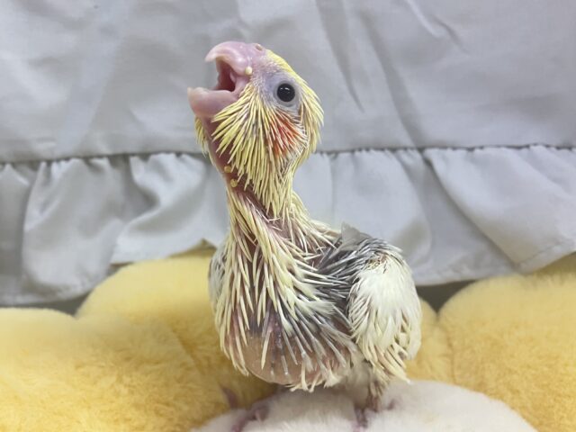 オカメインコ