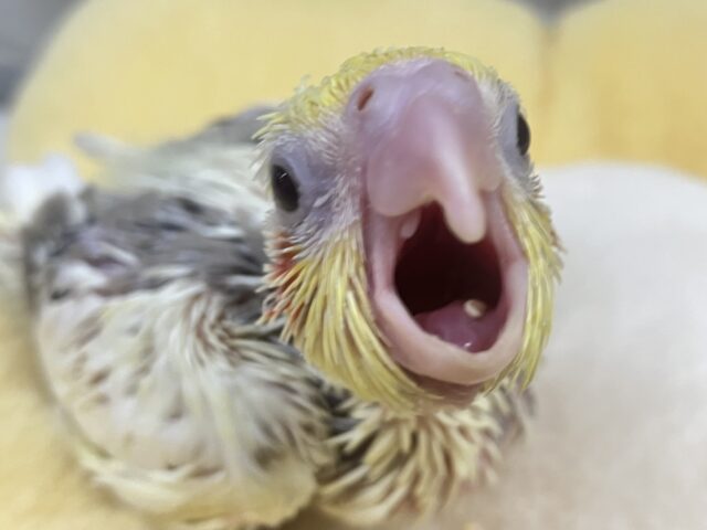 オカメインコ