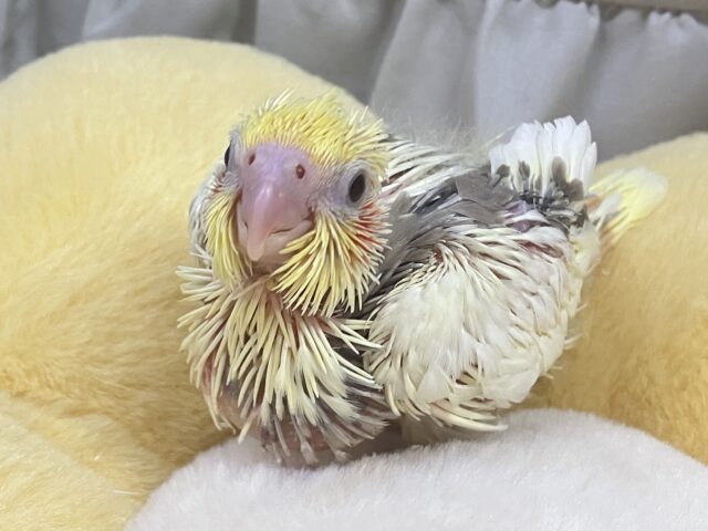 ばななラテは🍌ミルクたっぷり🤭✧︎*。オカメインコ (シナモンパイド/2025年1月生まれ)