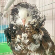 エレガンス貴婦人系鳩降臨✨ジャコウビン鳩(2024年5月生まれ)