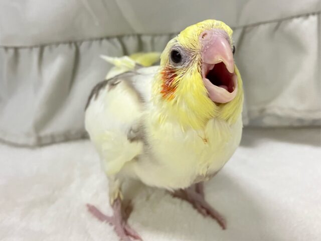 ✨最新画像✨ばななラテ🍌ミルクたっぷり🤭✧︎*。オカメインコ (シナモンパイド/2025年1月生まれ)