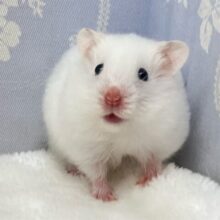 あれこれワクワクわた毛ちゃん❕💭🤍ྀི長毛ハムスター(2024年12月生まれ)