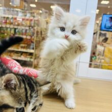 透き通った美しさに惚れ惚れ…ラガマフィンくん！