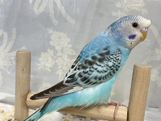 ✨最新画像✨寝起きの全力疾走!!🤩💨💨セキセイインコブルーオパーリン(2024年12月生まれ) セキセイインコ