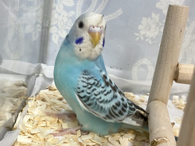 ✨最新画像✨寝起きの全力疾走!!🤩💨💨セキセイインコブルーオパーリン(2024年12月生まれ) セキセイインコ