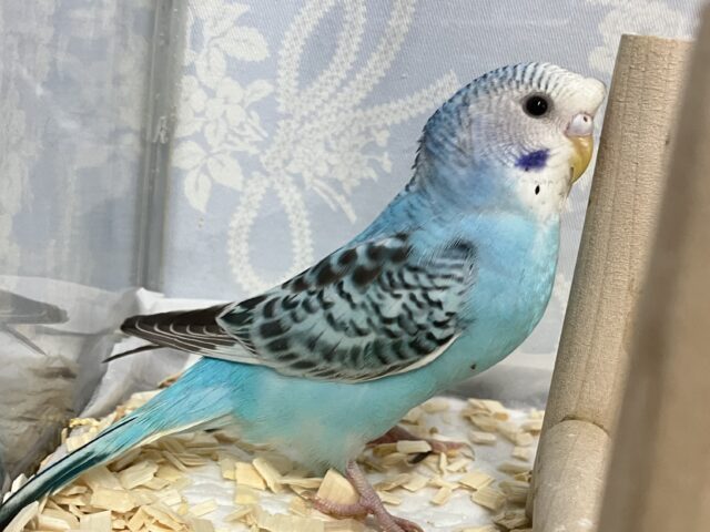 ✨最新画像✨寝起きの全力疾走!!🤩💨💨セキセイインコブルーオパーリン(2024年12月生まれ) セキセイインコ