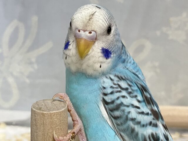 ✨最新画像✨寝起きの全力疾走！！🤩💨💨セキセイインコブルーオパーリン(2024年12月生まれ)