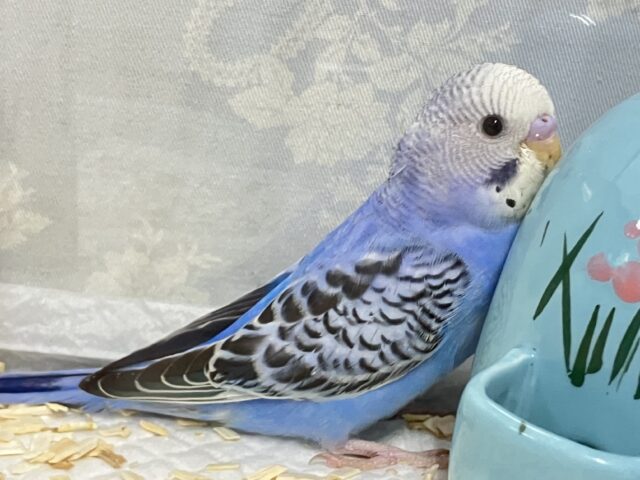 ✨最新画像✨描くよ青空ペインティング❕🎨セキセイインコ(ブルーオパーリン/2024年12月生まれ) セキセイインコ