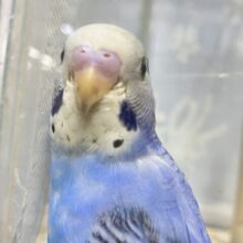 ✨最新画像✨描くよ青空ペインティング❕🎨セキセイインコ(ブルーオパーリン/2024年12月生まれ)