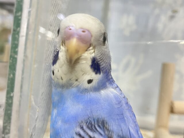 ✨最新画像✨描くよ青空ペインティング❕🎨セキセイインコ(ブルーオパーリン/2024年12月生まれ)