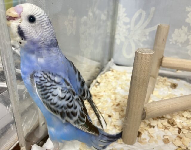 ✨最新画像✨描くよ青空ペインティング❕🎨セキセイインコ(ブルーオパーリン/2024年12月生まれ) セキセイインコ