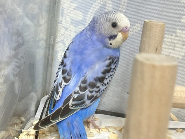 ✨最新画像✨描くよ青空ペインティング❕🎨セキセイインコ(ブルーオパーリン/2024年12月生まれ) セキセイインコ