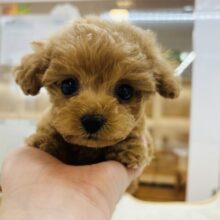 あまりの可愛さに驚愕！？トイプードルくん！