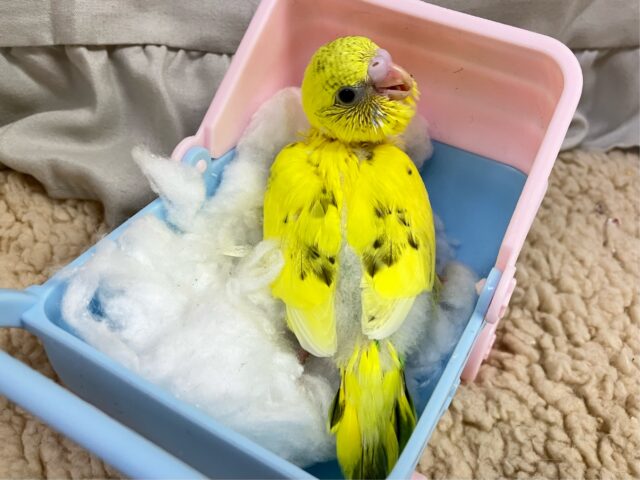 セキセイインコ