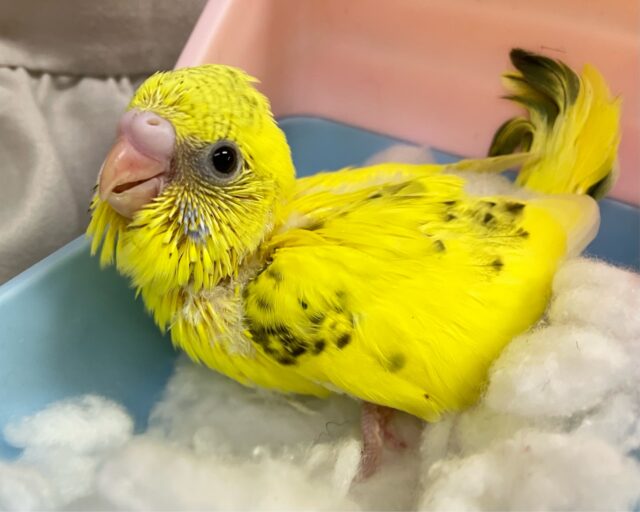 ぽちぽちの数だけ元気なんだ！🥳🥳🌟⋆꙳セキセイインコ(イエローハルクイン/2025年1月生まれ)