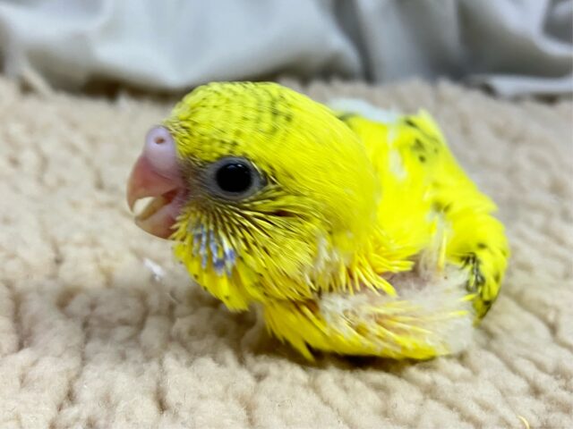 セキセイインコ