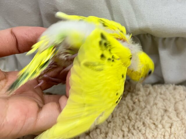 セキセイインコ