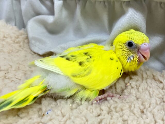 セキセイインコ