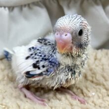 このBerry元気に着いてこれるっ？！🫐💨💨セキセイインコ(ブルーパイド/2025年1月生まれ)