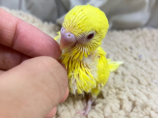 セキセイインコ