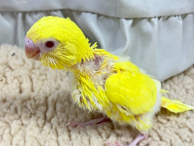 セキセイインコ