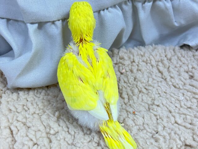 セキセイインコ