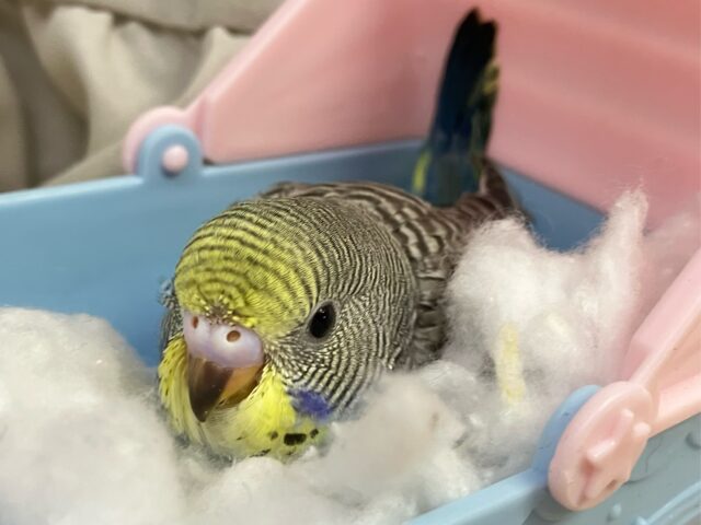 セキセイインコ