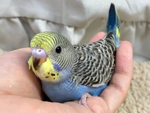 セキセイインコ