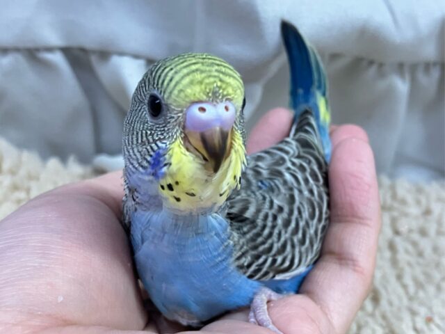 セキセイインコ