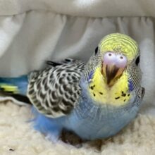 シ〜マシマ増し増しニジシマ〜🌈ᵕ̈*セキセイインコ(レインボー/2025年1月生まれ)