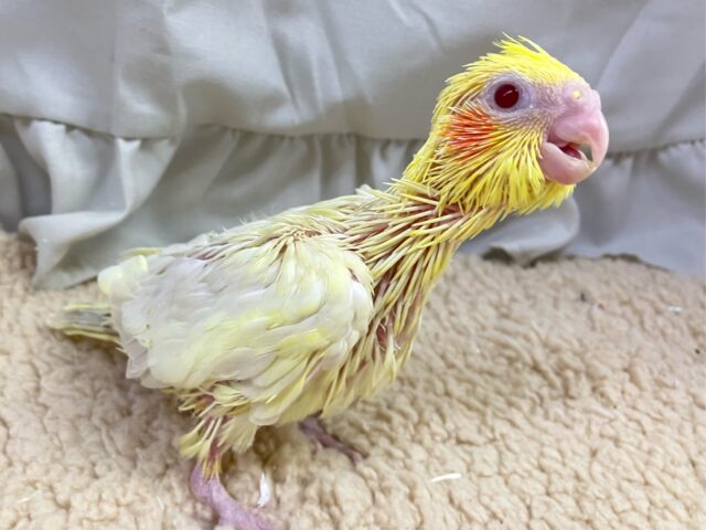 オカメインコ