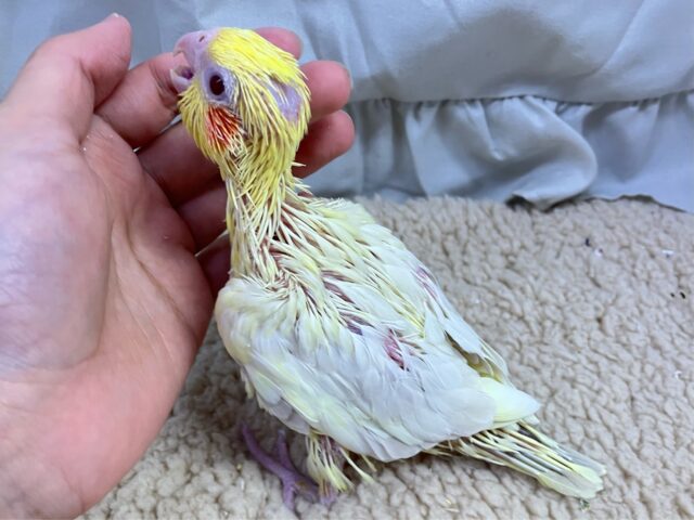 オカメインコ