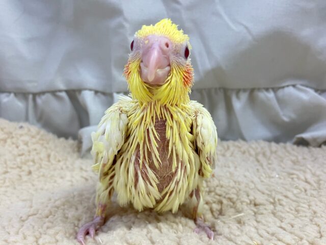 オカメインコ