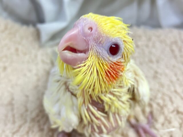 わくわくいっぱいマーガレットꕤ.｡‎🤍オカメインコ(ルチノー/2025年1月生まれ)