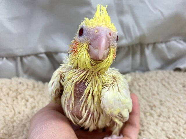 オカメインコ