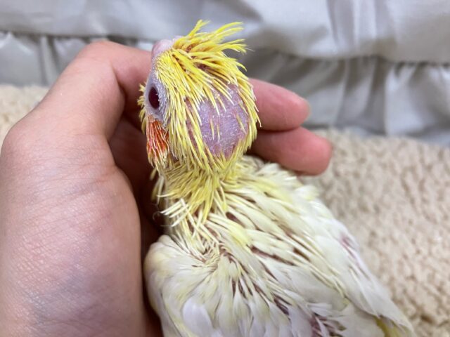 オカメインコ