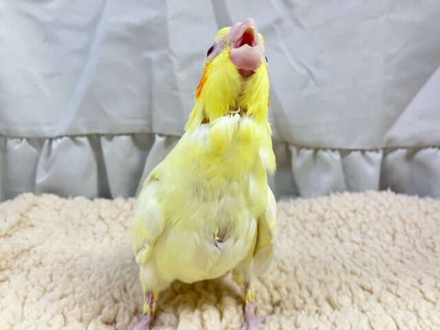 オカメインコ