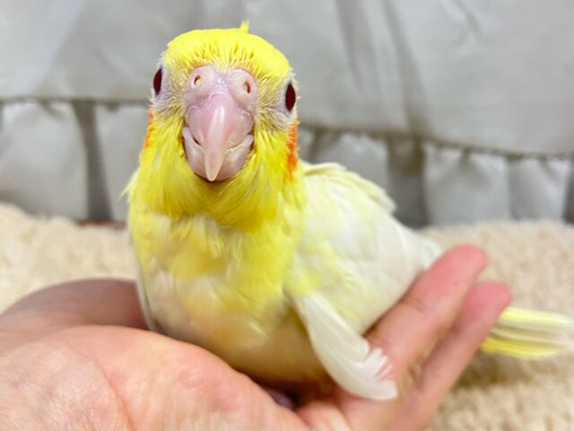 オカメインコ