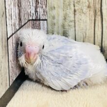 美しすぎるカラー💖セキセイインコ（ライラック）ヒナ