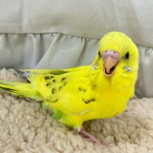 ✨最新画像✨ぽちぽちの数だけ元気なんだ！🥳🥳🌟⋆꙳セキセイインコ(イエローハルクイン/2025年1月生まれ)