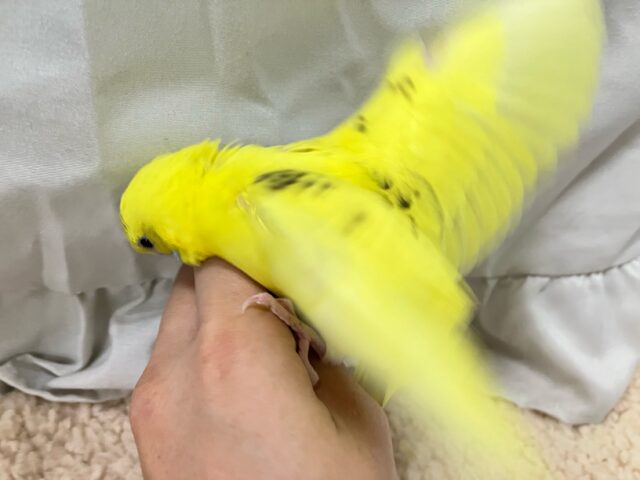 セキセイインコ