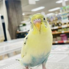 【最新画像更新🪄カゴデビューしました☆】柔らかい色合い♬*°セキセイインコ（ハルクイン）ヒナ